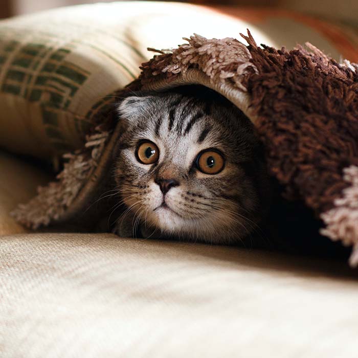 cure cat peeking out from under a carpet