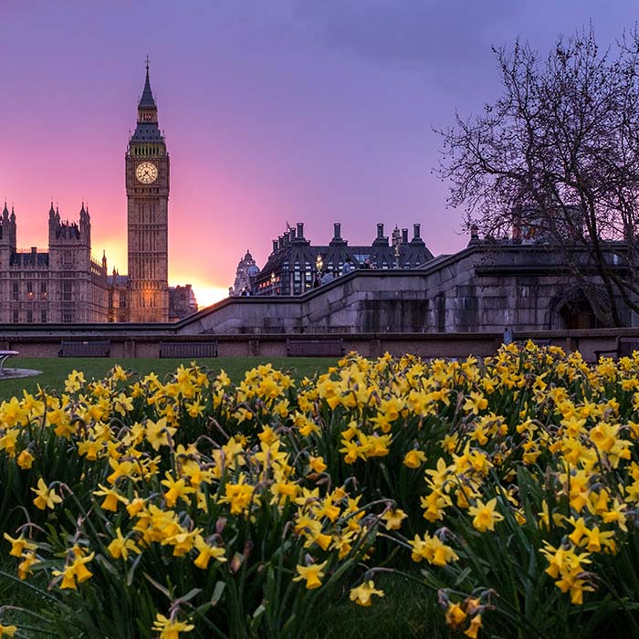 big ben at sunset with a field of yellow daffodils in the foreground