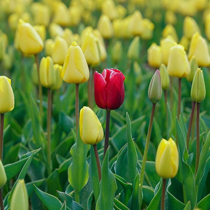 single red tulip between a field of yellow tulips