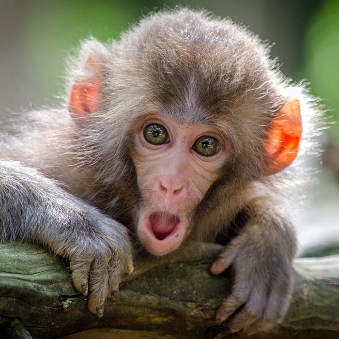 monkey with a shocked look on its face